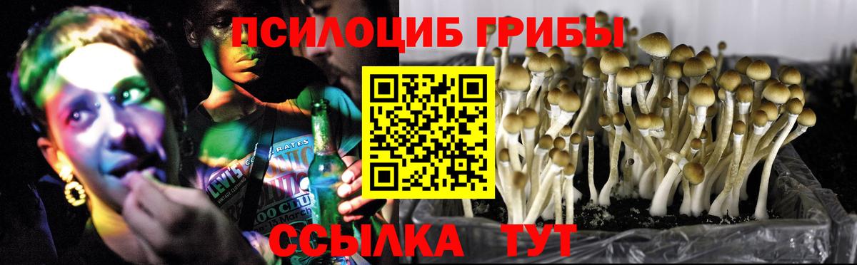 купить   Галлюциногенные грибы GOLDEN TEACHER  Вход с VPN  Корсаков  Псилоцибиновые грибы Magic Shrooms 